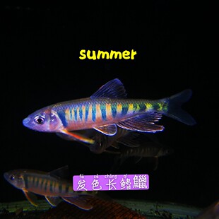 长鳍鱲宽鳍鱲类高屏异鱲马口桃花鱼冷水观赏原生鱼耐寒免加温易养