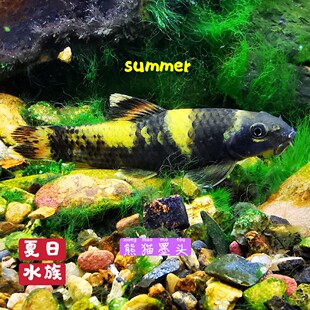 熊猫墨头鱼老虎小精灵原生鱼观赏鱼热带鱼清洁工具鱼除藻可混养