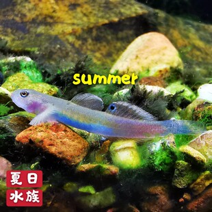 蓝肚韧虾虎蓝肚水晶枝桠类小型虾虎原生鱼热带鱼观赏鱼活体可混养