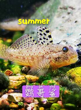 鹦哥鲨虾虎尖鳍寡鳞虾饲养耐寒