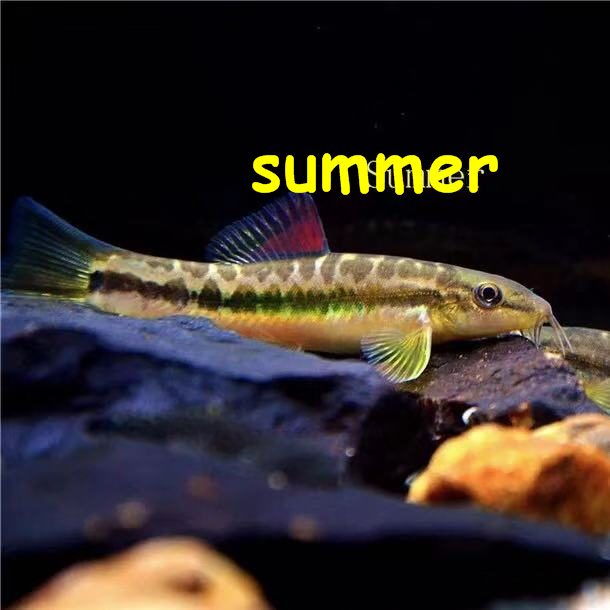 美丽小条原生鱼观赏鱼耐寒溪流