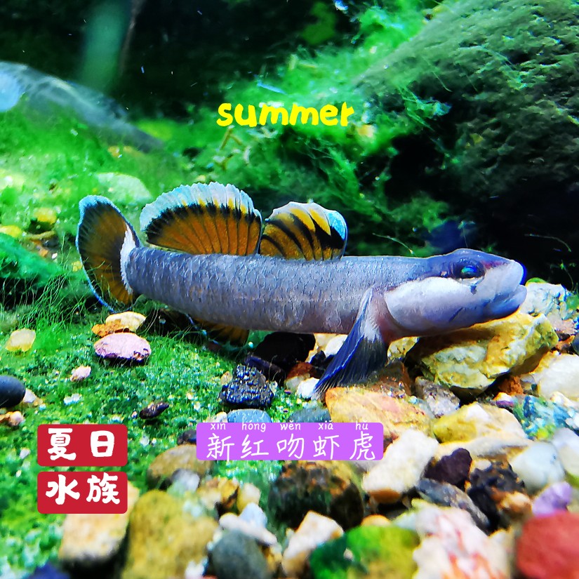 新红吻虾虎sp金边橘子吻原生观赏冷水鱼不加温小型肉食可混养包邮_虎窝淘