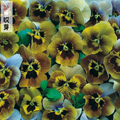 进口角堇种子 饰 神仙色家庭院阳台盆栽装 依恋情节 Viola