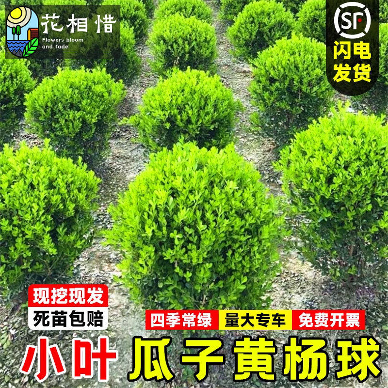 小叶瓜子黄杨球四季常绿花园庭院围墙篱笆绿化植物大叶冬青黄杨苗