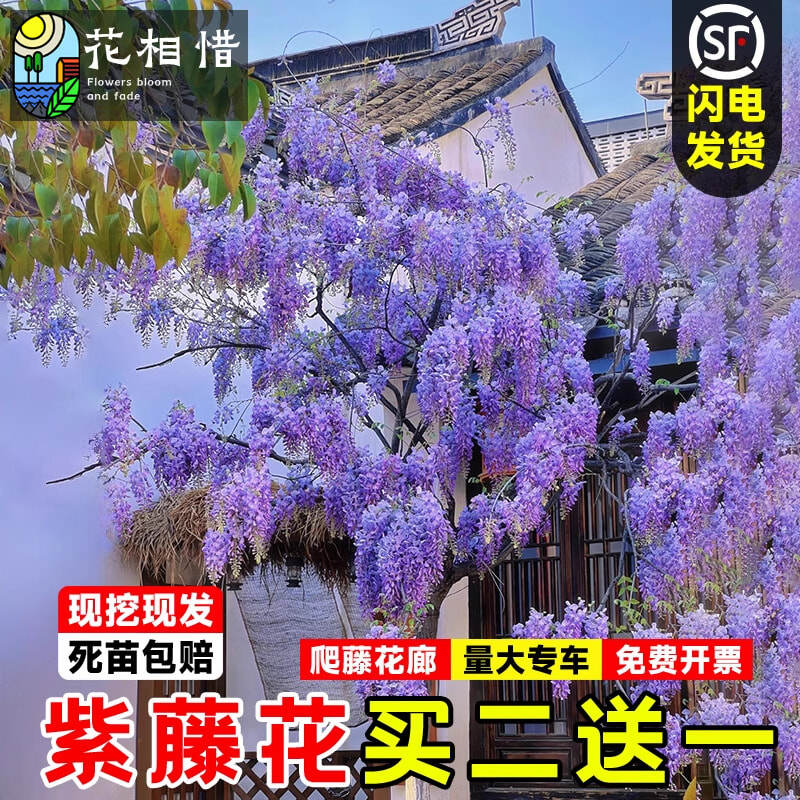 紫藤花苗爬藤本植物多花丰花紫藤萝树苗阳台开花盆栽庭院老桩耐寒