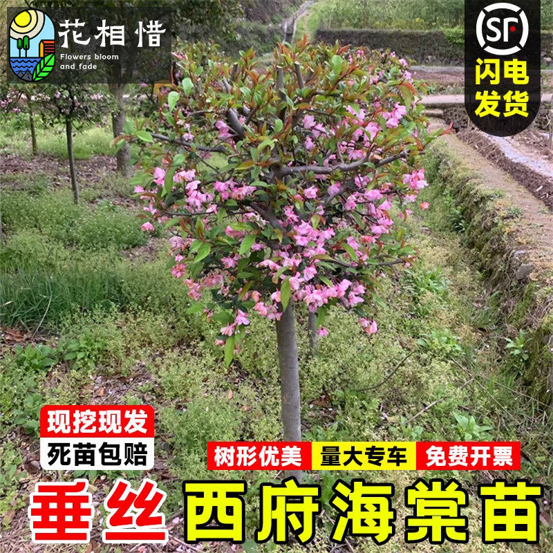 西府海棠树苗垂丝海棠庭院盆栽耐寒风景树高杆绿化苗北美海棠花苗