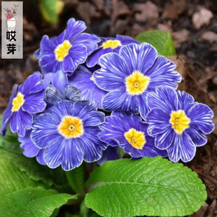 进口欧洲报春花种子 牛仔蓝斑马 耐寒四季阳台庭院盆栽装饰花卉
