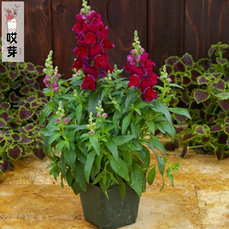 进口矮生金鱼草种子 酒红色 四季阳台庭院 盆栽型花卉鲜花