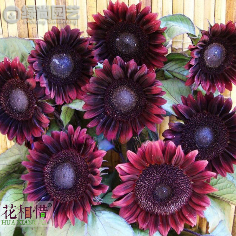 进口切花向日葵种子 procut new-red 新暗红 新手耐热可盆栽植物