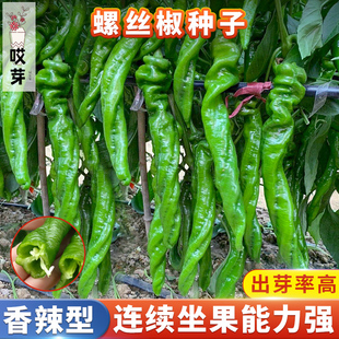 螺丝椒种子螺丝青辣椒种籽农家四季播种盆栽辣椒种子苗蔬菜种子孑
