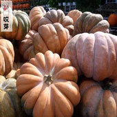 蔬菜种孑大田 种籽阳台盆栽四季 特甜面棕色磨盘南瓜种苗春季 夏季