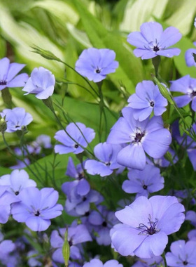 进口小麦仙翁种子  蓝色天使 Blue Angle庭院切花盆栽花卉花境装