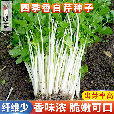 白芹种子四川白杆芹菜种籽孑阳台种菜盆栽庭院田园白芹菜蔬菜种子