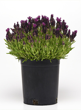 进口西班牙薰衣草种子 Bandera 恬雅 深紫色 宿根盆栽香草小耳朵