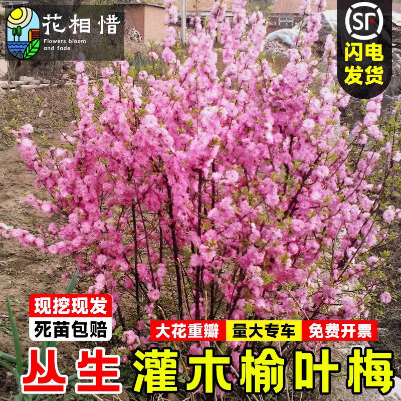 灌木型重瓣榆叶梅树苗阳台盆栽庭院植物花卉丛生满天星榆叶梅花苗