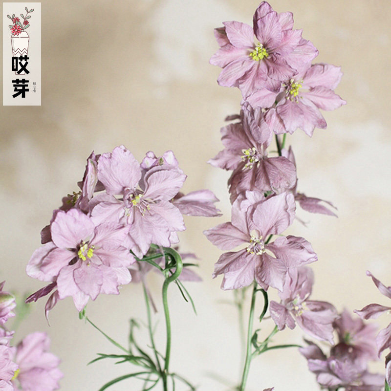 进口切花小飞燕草种子 伯爵灰 四季庭院阳台玲珑盆栽鲜切花卉