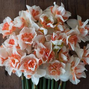 荷兰进口洋水仙种球单瓣重瓣水仙花球盆栽观花植物盆栽种球根花卉