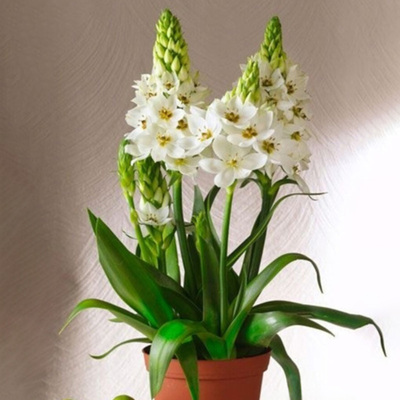 圣心百合种球虎眼万年青球根种子阳台盆栽植物花卉早春观花多年生