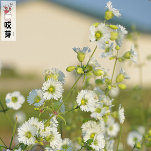 进口繁星流苏蝇子草种子 多年生宿根四季阳台庭院盆栽花园石竹