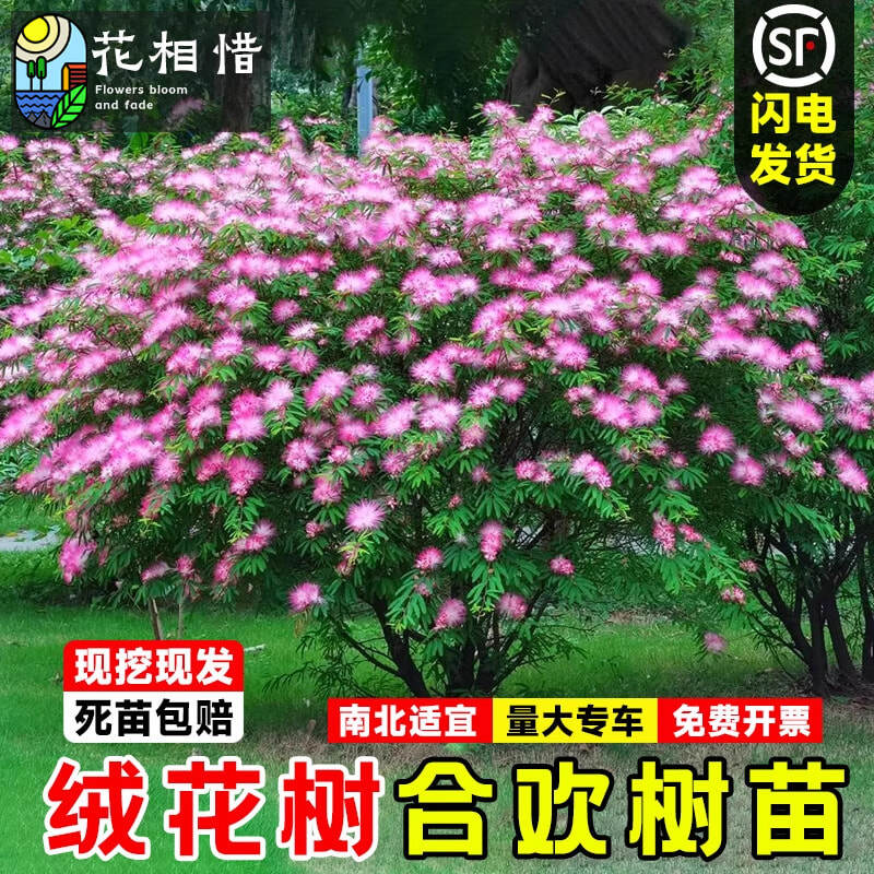 合欢花树苗绒花树行道风景大树庭院耐寒工程绿化乔木南北适宜种植