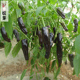 紫龙尖椒辣椒种苗彩色辣椒种籽早熟耐低温四季 盆栽高产蔬菜种苗