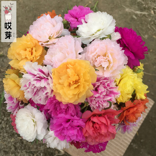 重瓣太阳花种子松叶牡丹种子混色 适合新手盆栽植物花卉种籽