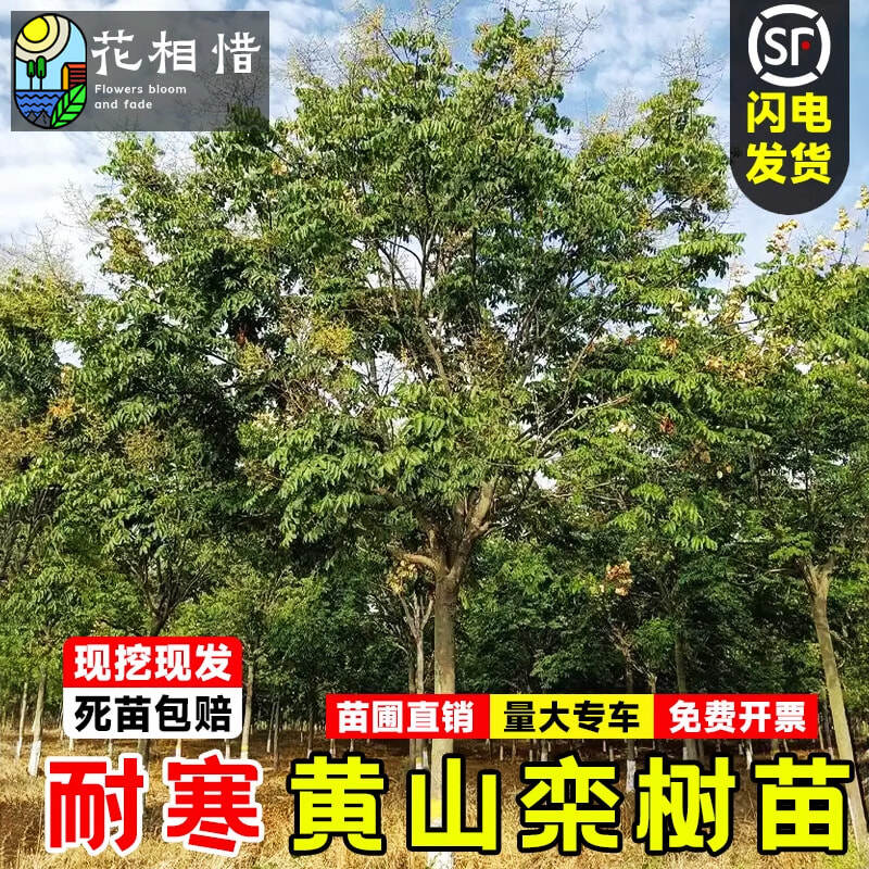 栾树苗黄山栾树小苗庭院行道大型耐寒绿化风景树占地拆迁栾树花苗
