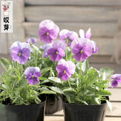 日本进口角堇种子 古风丁香色Viola 中提琴神仙色阳台花卉盆栽