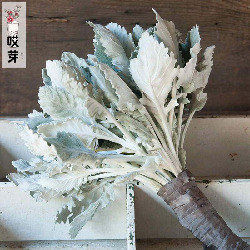 进口切花银叶菊雪叶菊种子 New Look 新象 网红庭院阳台盆栽干花