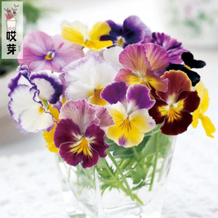 日本进口角堇种子 江原混色/大象 中提琴神仙色江源三色堇