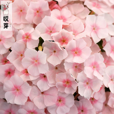 进口矮生福禄考种子 爱诗鲑红色 Ethnie Salmon 情歌柔粉色盆栽