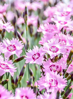 进口盆栽少女石竹种子 摇摆 Shakes 混合色多年生四季盆栽型