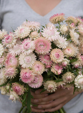 进口切花蜡菊种子Silvery Rose 淡粉色银玫瑰 耐热永生花干花材料