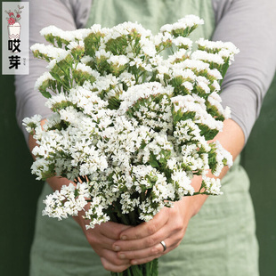 进口切花勿忘我种子 斯柯 多色可选 补血草 勿忘草 阳台盆栽干花