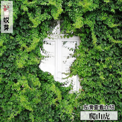 爬藤爬墙虎花卉种子 爬山虎种子 攀援观叶植物 三叶地锦四季易种