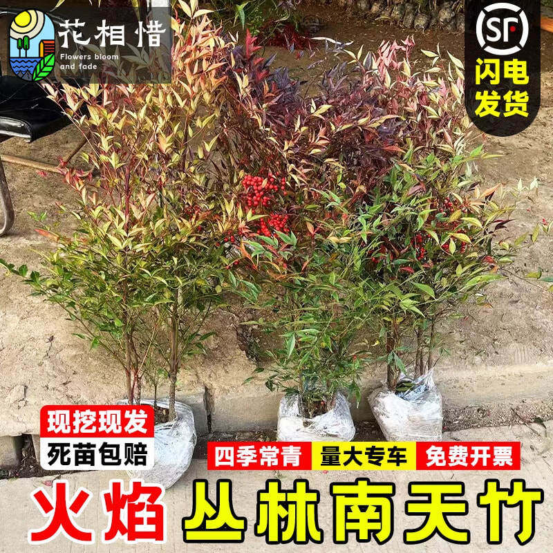 南天竹树苗庭院耐寒盆栽花卉四季常青风景树火焰丛生南天竹苗老桩