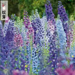 进口大花飞燕草种子 魔法喷泉多色可选 四季庭院盆栽耐寒宿根切花