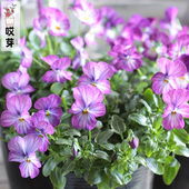 日本进口角堇种子 古风薰衣草Viola 中提琴神仙色阳台庭院盆栽