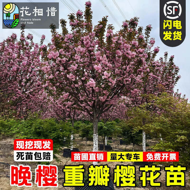 重瓣高杆樱花树苗别墅庭院盆栽大型绿化风景树耐寒嫁接早晚樱花苗