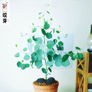 进口尤加利种子 桉树种子四季 春播家易种内阳台盆栽花卉种子花籽