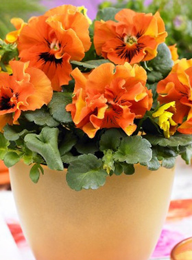 进口褶边三色堇种子 Frizzle Sizzle 闪现 橙色 中提琴角堇神仙色