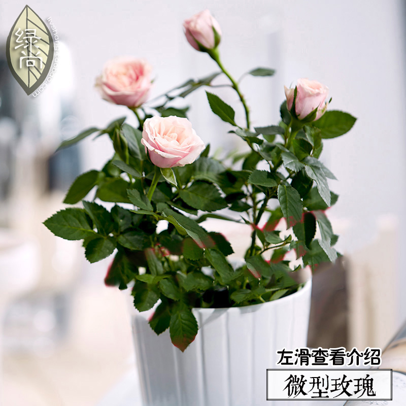 荷蘭微型玫瑰種子50粒 鉆石玫瑰花月季 四季庭院陽臺盆栽花卉種子