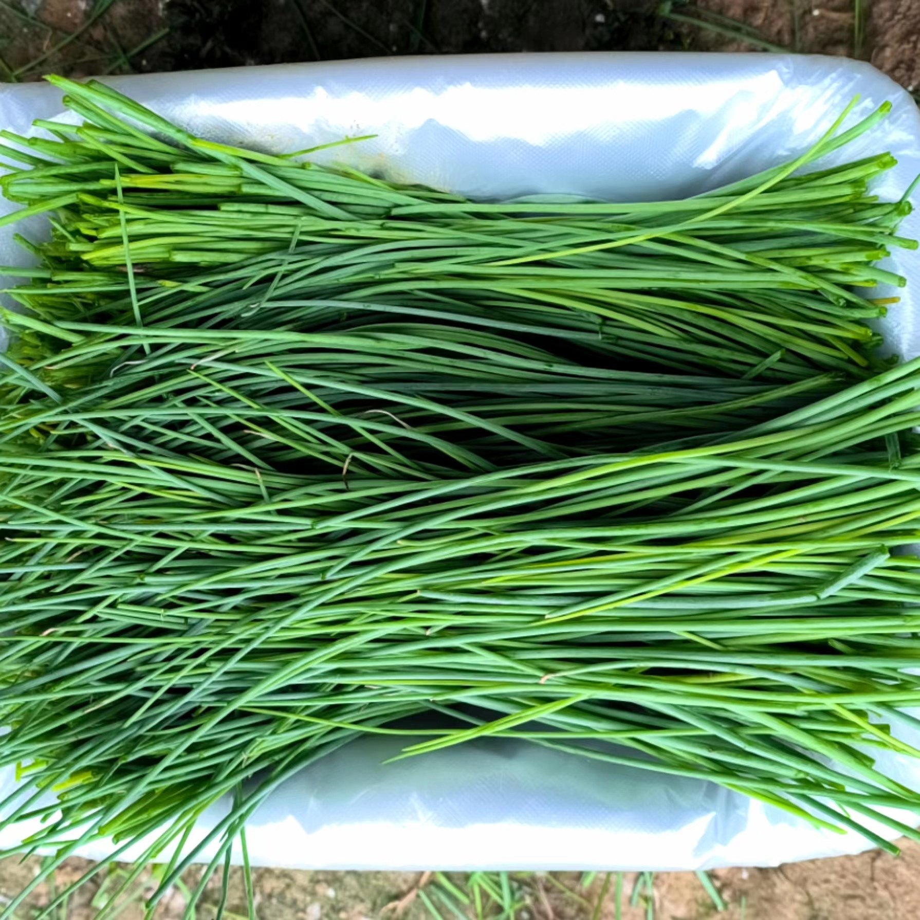 新鲜沙葱2斤装民勤特产蔬菜下饭菜小野葱保温保鲜箱装包邮