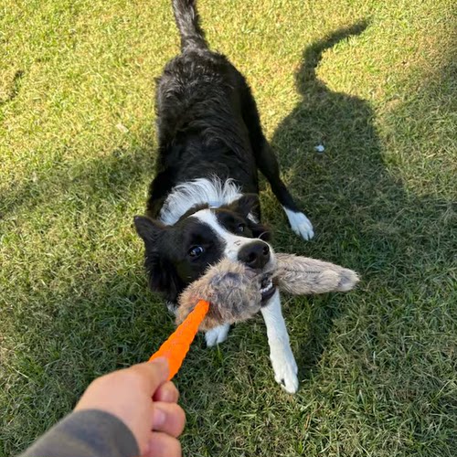 Real animal Rabbit fur Tug with Bungee Dogs toys兔毛拔河玩具