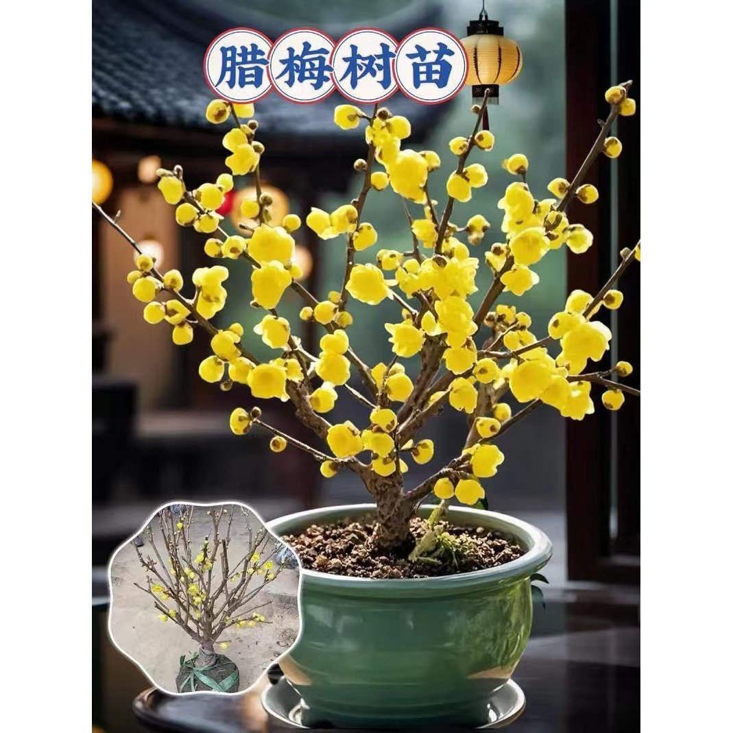 嫁接腊梅黄色浓香苗耐寒植物冬季开花素心腊梅盆栽花卉阳台庭院栽