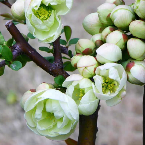 绿宝石绿海棠银长寿盆栽阳台植物庭院花卉耐寒植物观花海棠盆栽