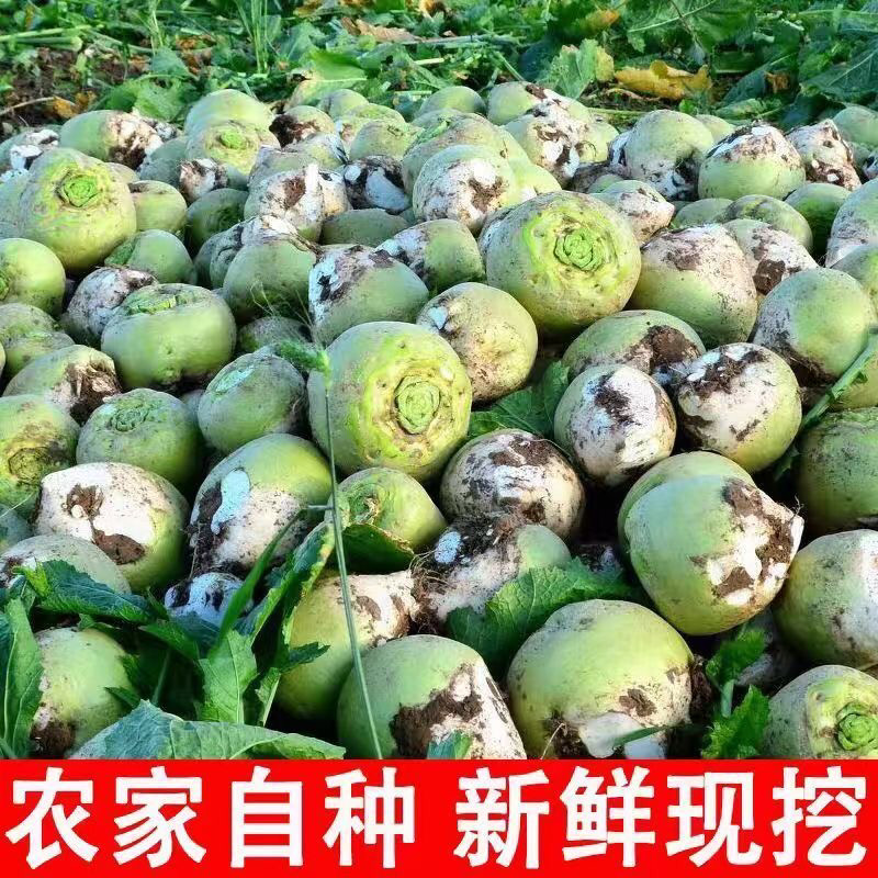 东北芥菜疙瘩大头菜新鲜现挖现发农家自种腌咸菜下饭菜酸菜绿色辣