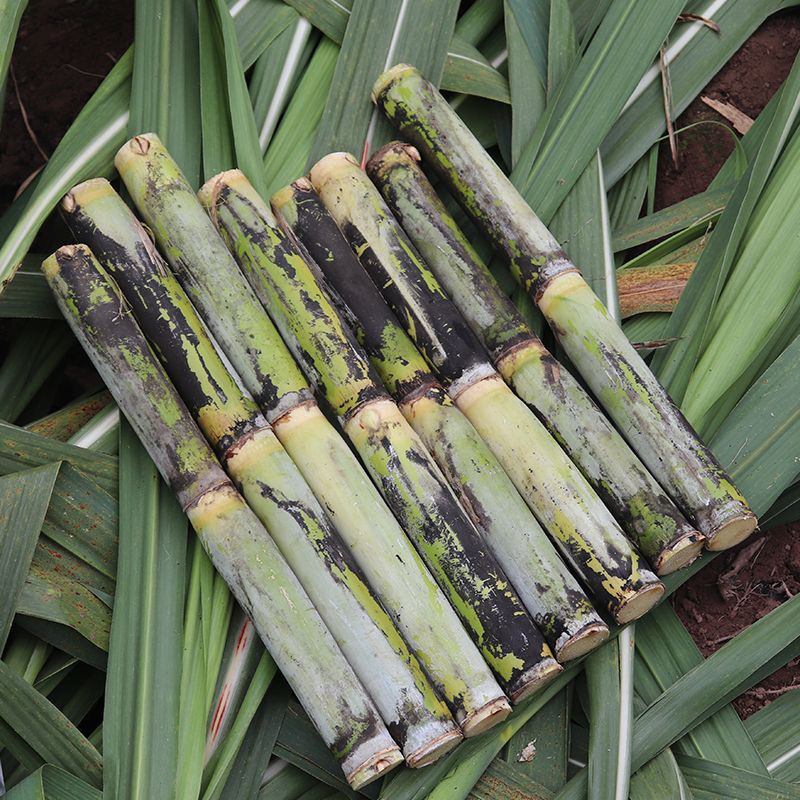 新鲜甘蔗四川青皮甘蔗水果甘蔗手撕甘蔗当季新鲜水果甜杆