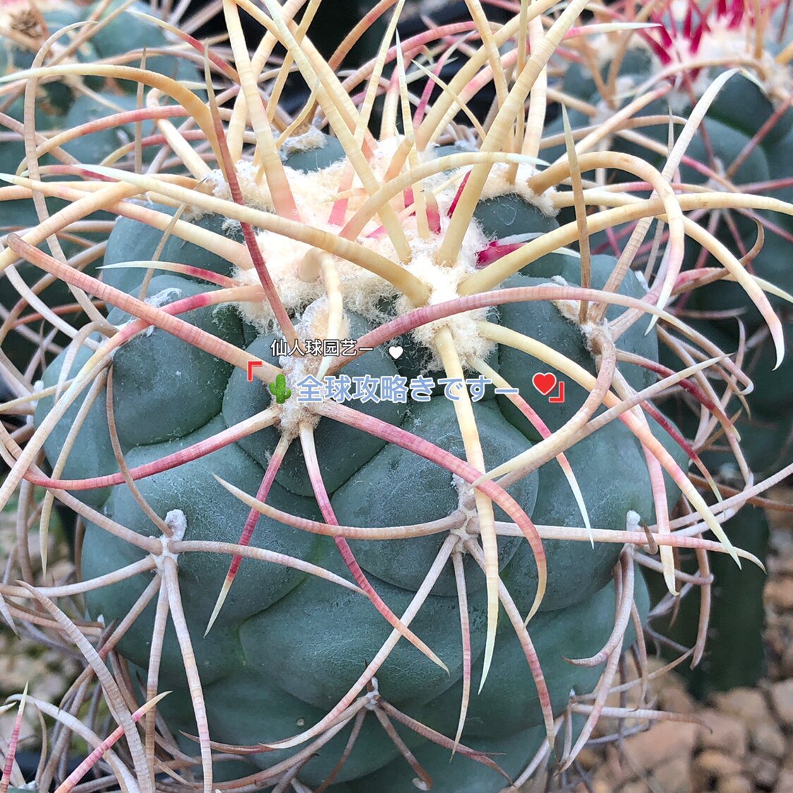 多肉植物仙人球瘤玉属绯冠龙仙人球实生绯冠龙苗