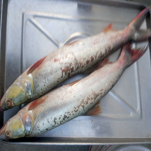 铜头鱼鱤鱼黄颊黄颊鱼鳏鱼竿鱼杆条鱼大口鱤水老虎